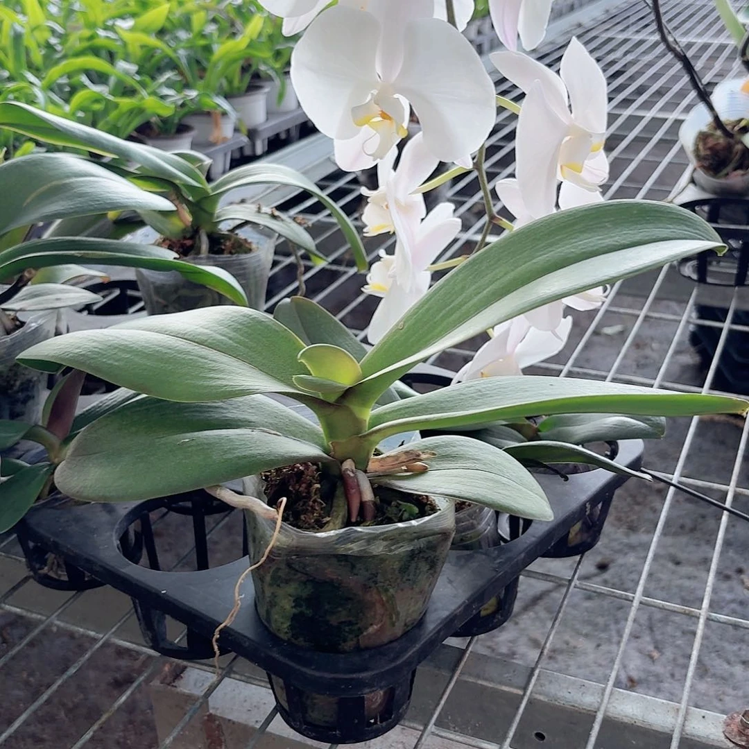 蝴蝶兰大白花后苗有叶损不包售后1颗