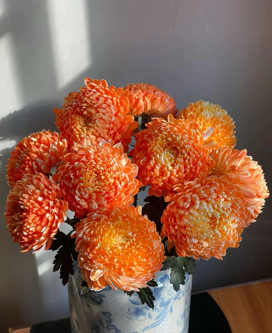 【思芹花卉丨爱马橙-富贵牡丹球】圆满大气吸色花牡丹菊，顺丰冷链