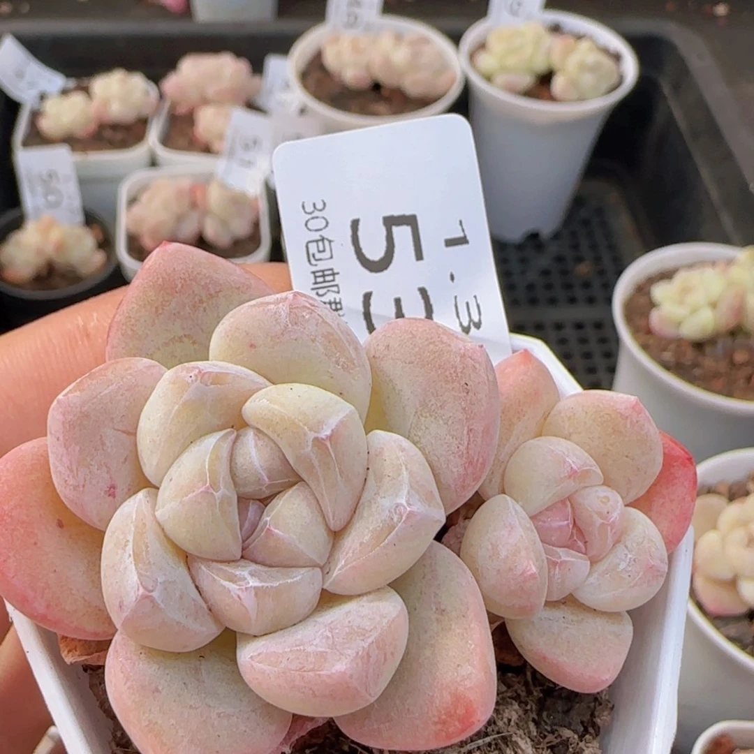 冰玉双头糖心一颗