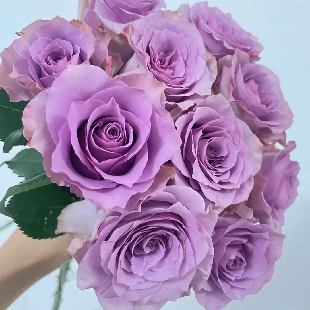 A3【紫玫瑰 洋桔梗 风铃】0度以下请拍保温棉