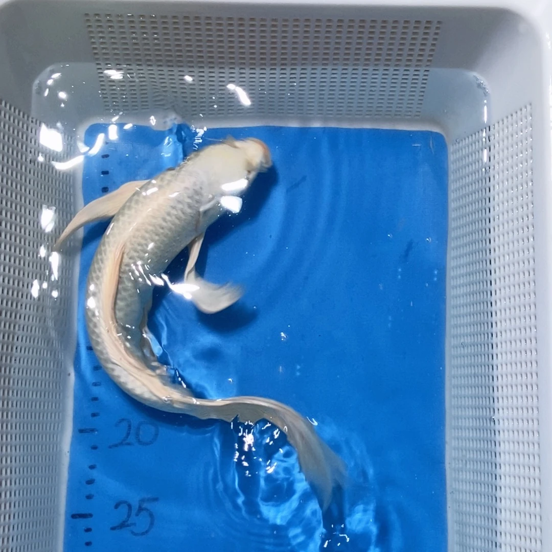 锦鲤锦鲤包邮包售后