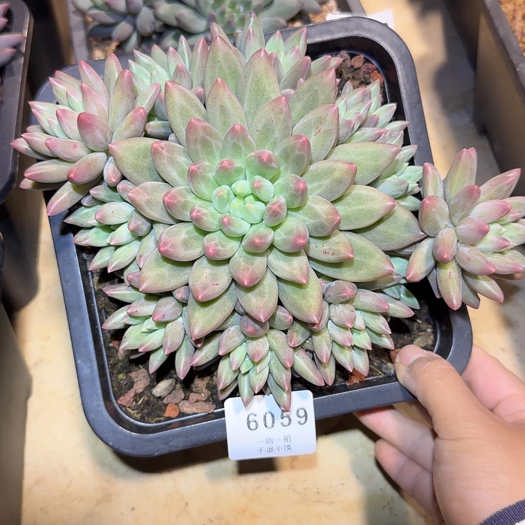 牙***牙6059号虞姬美人多肉