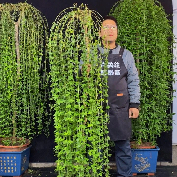 迎春花，一物一拍，