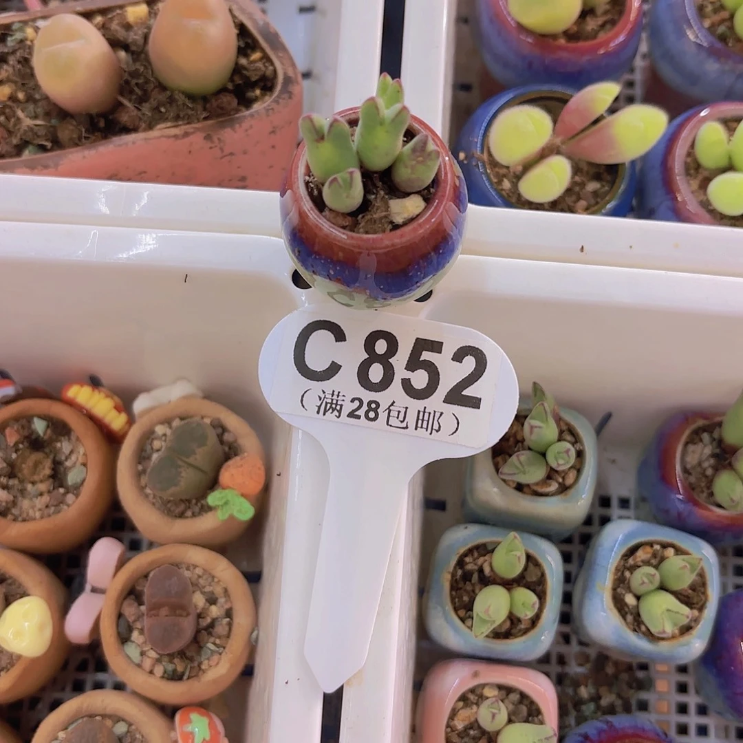 C852猪蹄一物一拍