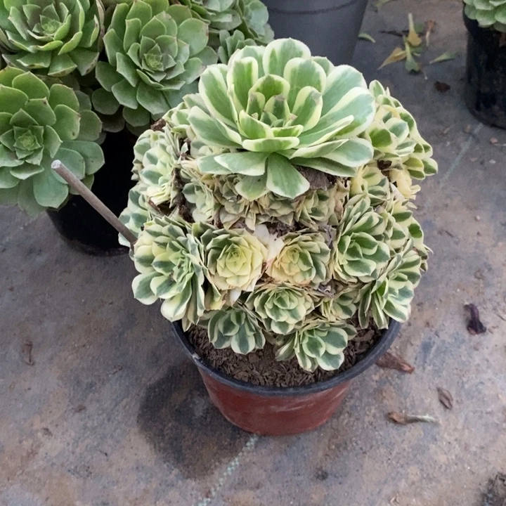 迈巴赫24多肉植物法师