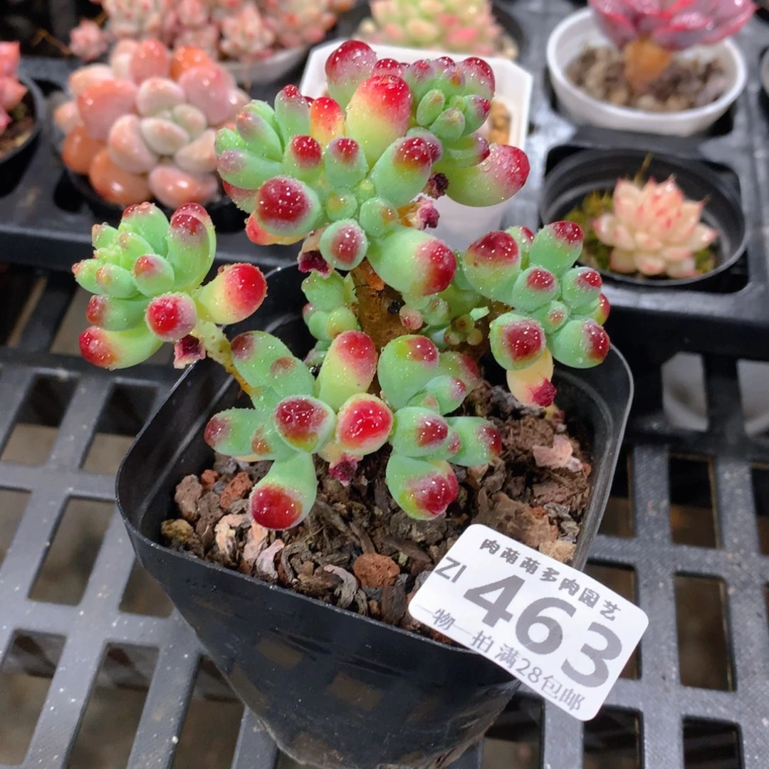 肉萌萌拇指盆精控多肉ZI463