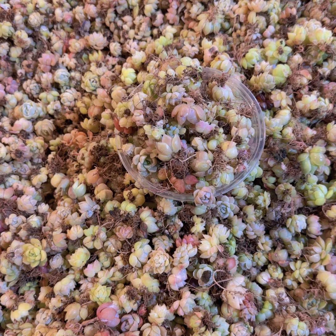 饭盒小苗保底50颗以上量拍