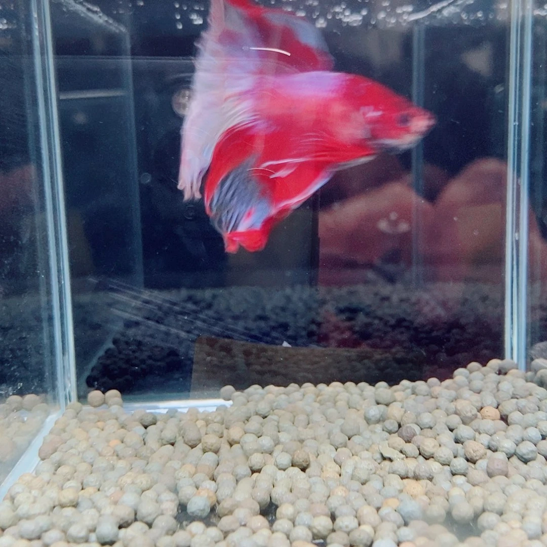 黑121号巨斗将军和