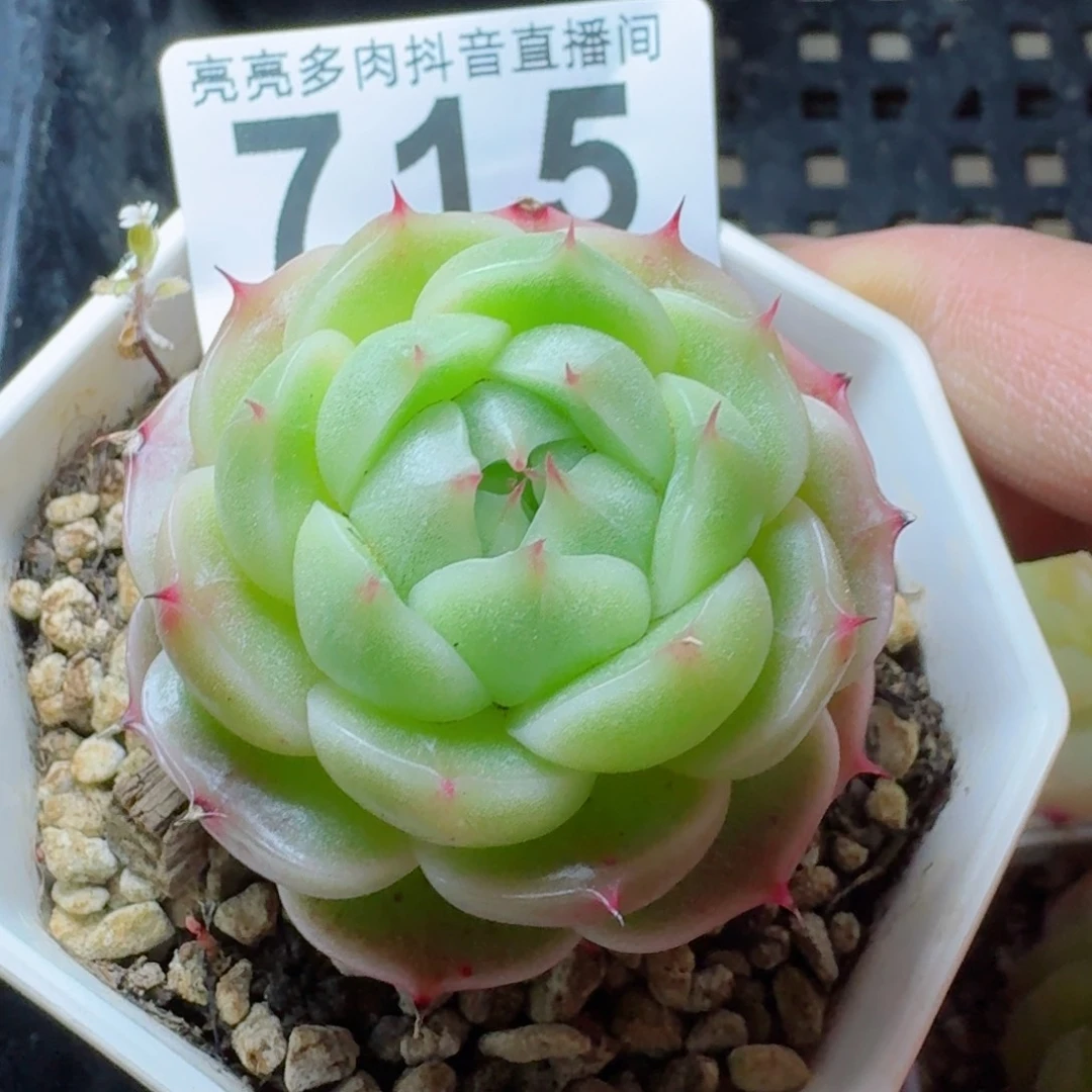 麦秆         多肉植物