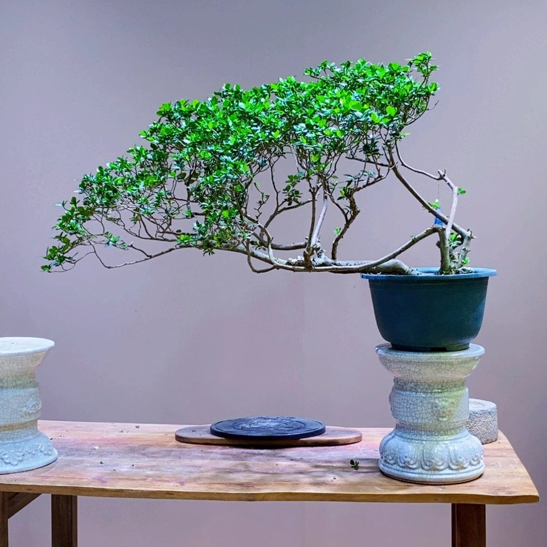 当前无花朵，栽培后可花朵语*