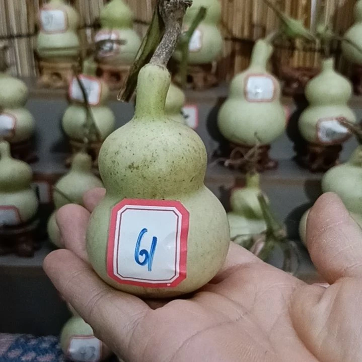 61一物一拍一个账号