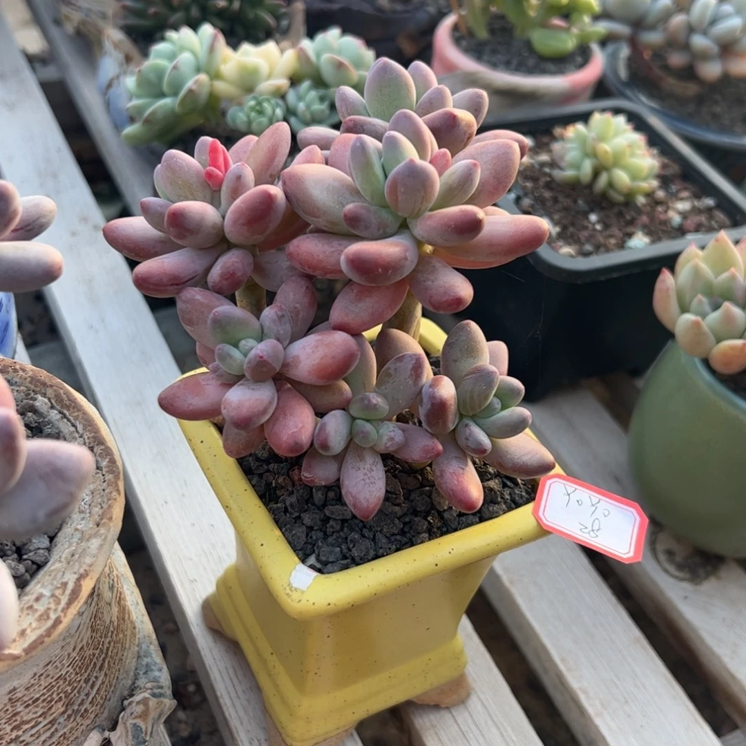 多肉植物多肉植物