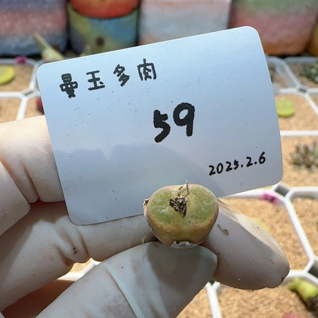 有**吟多肉多肉多肉2.6-059