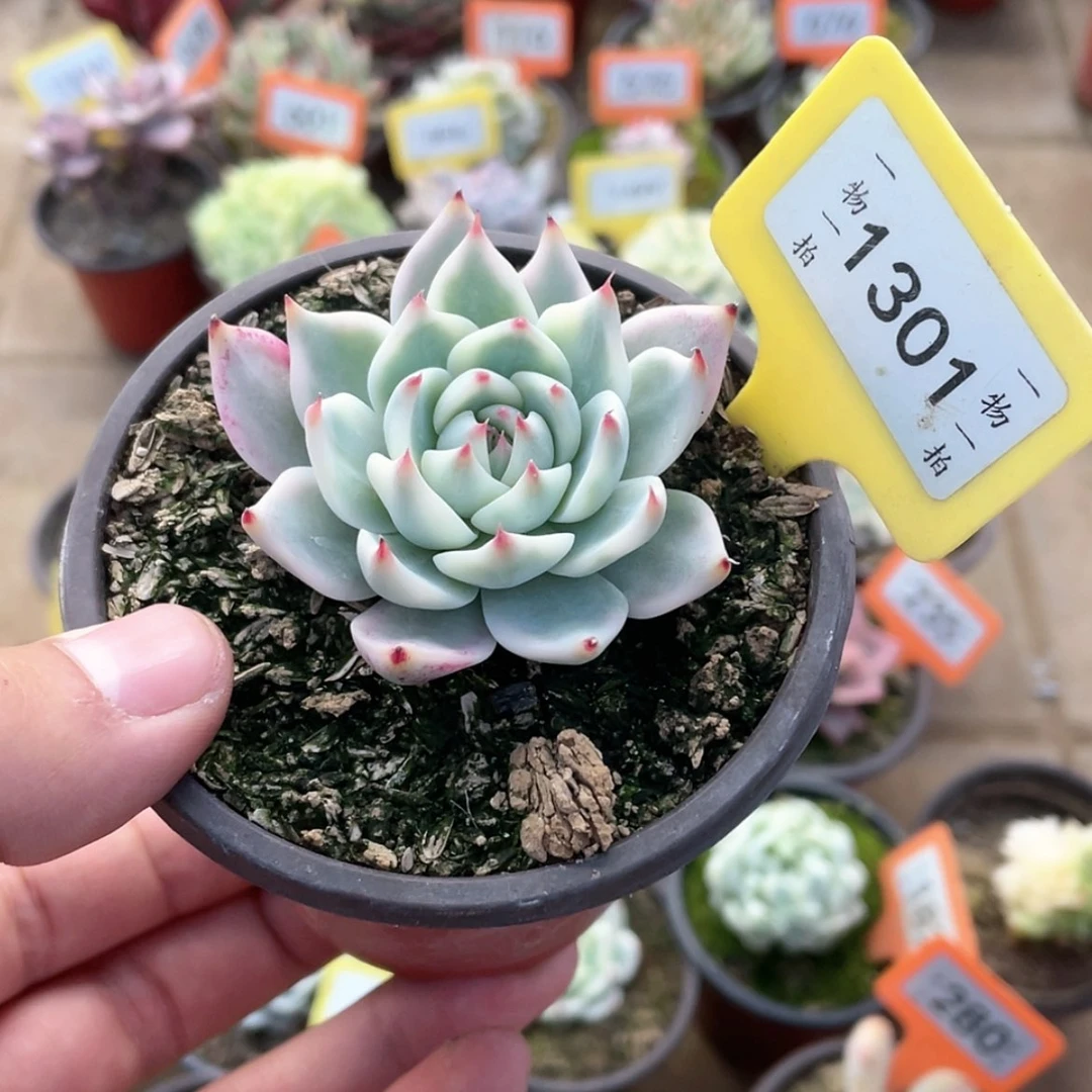 【闪购商品】自**哥1301号