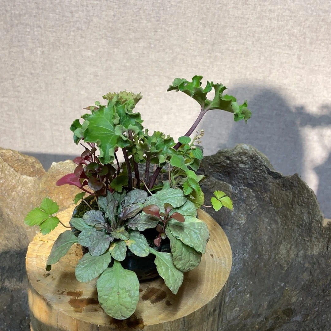 完全开放日本山野草