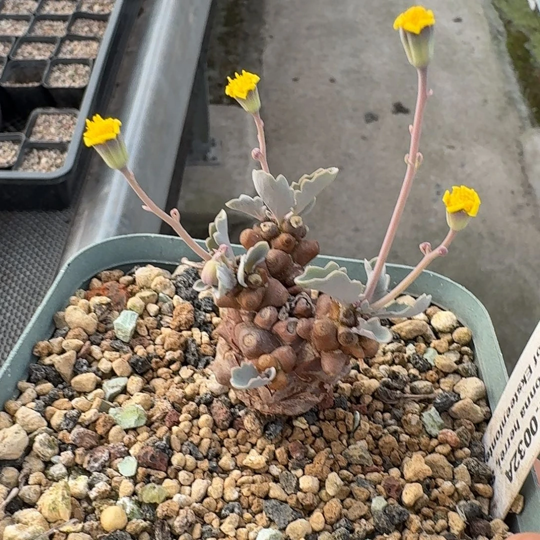 精品纯种蛮鬼塔厚敦菊