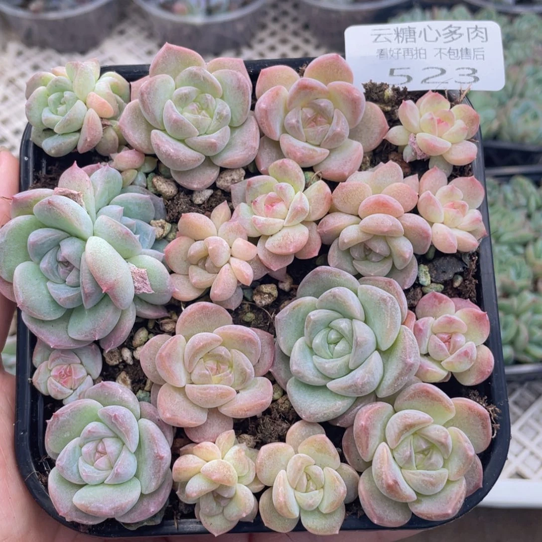 云糖心多肉植物523
