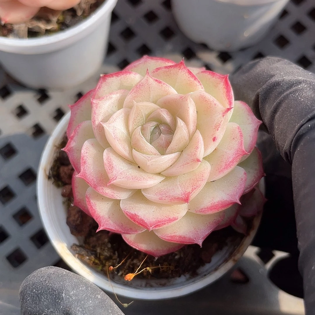 优选28号女王037