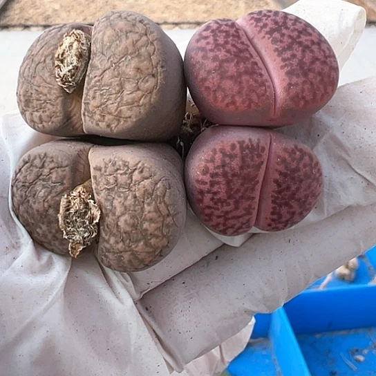 2190，岛田柘榴玉清货11112