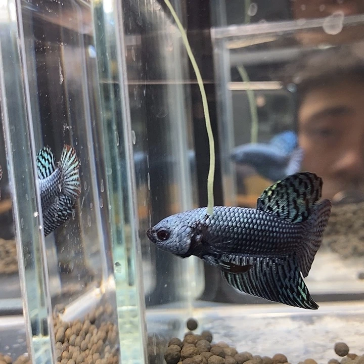 阿***蒙斗鱼蓝10号原斗市场