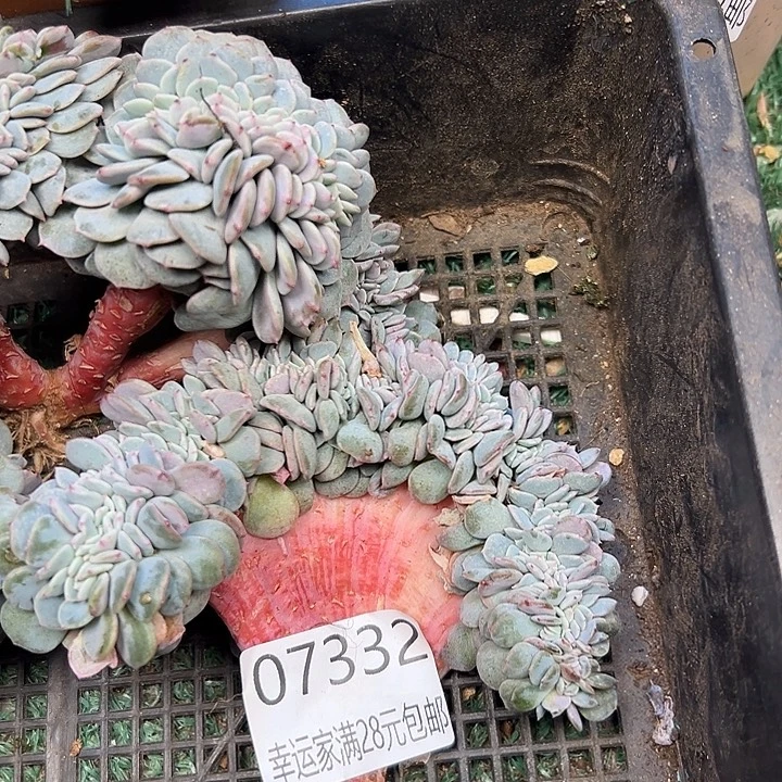 幸运的人是我的幸运幸运
