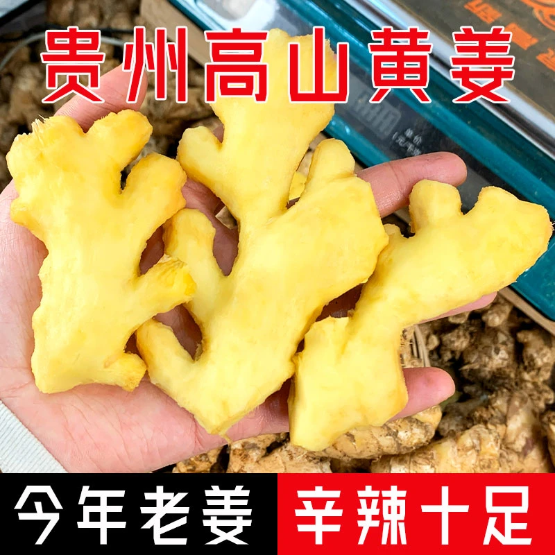 正宗贵州高山小黄姜山地种植新鲜现挖精品老生姜月子餐饮食用姜