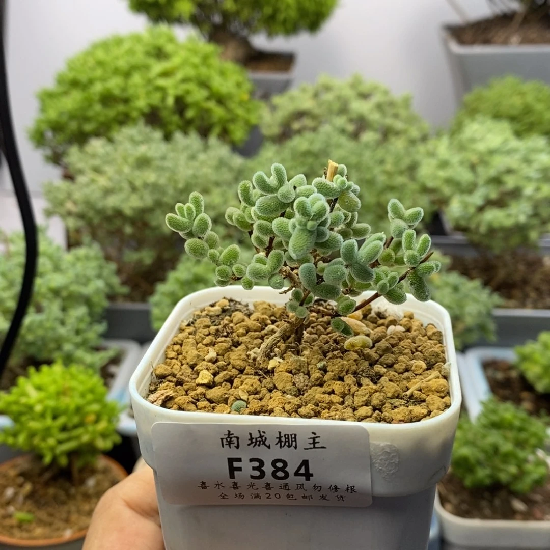 384优选冰晶枝干番杏