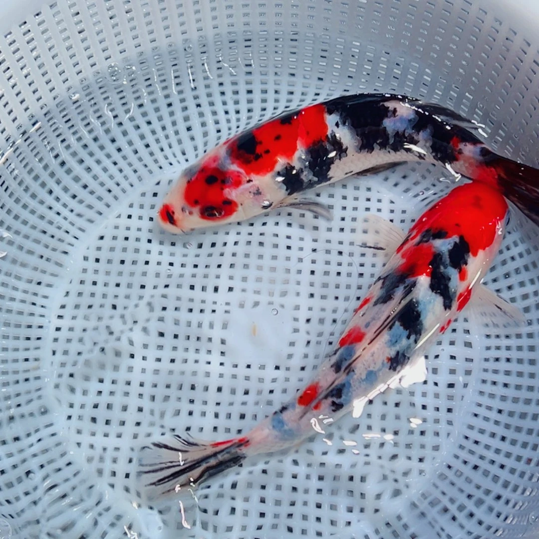 锦鲤锦鲤观赏鱼1111