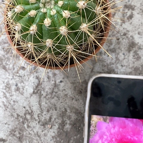 妃子笑，4公分左右