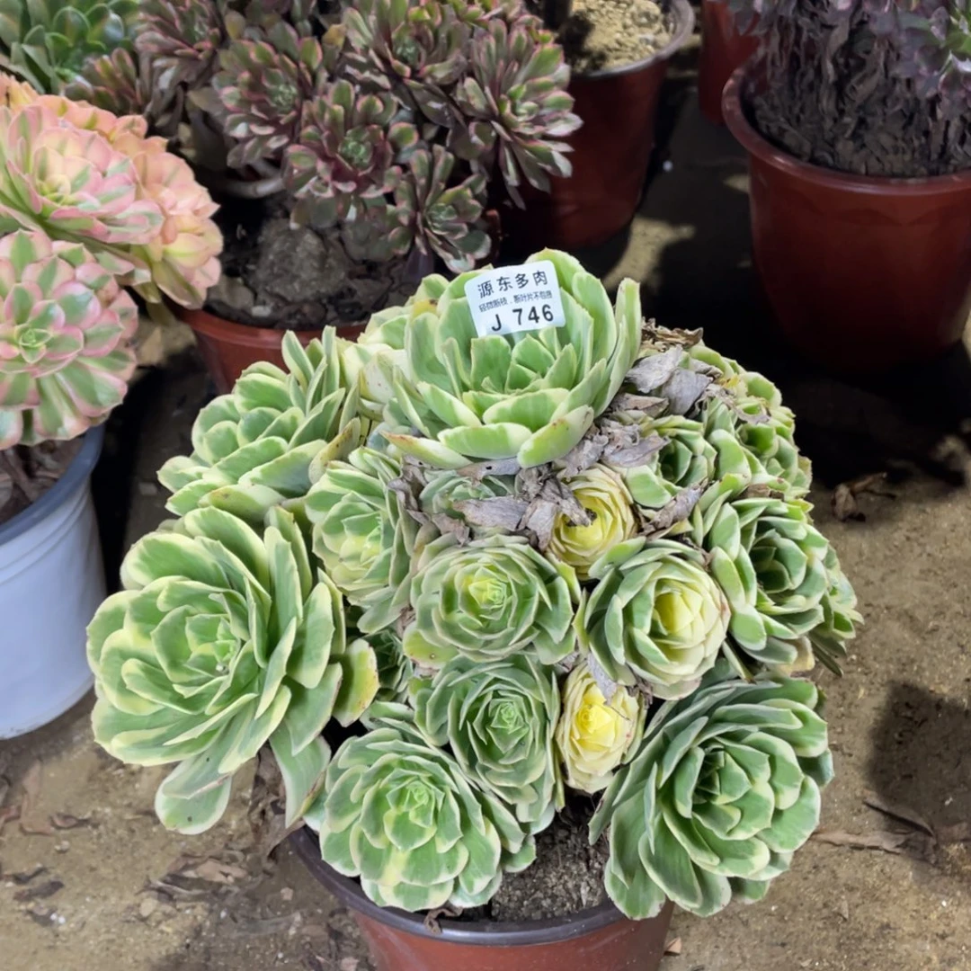 746迈巴赫多肉法师断枝不包