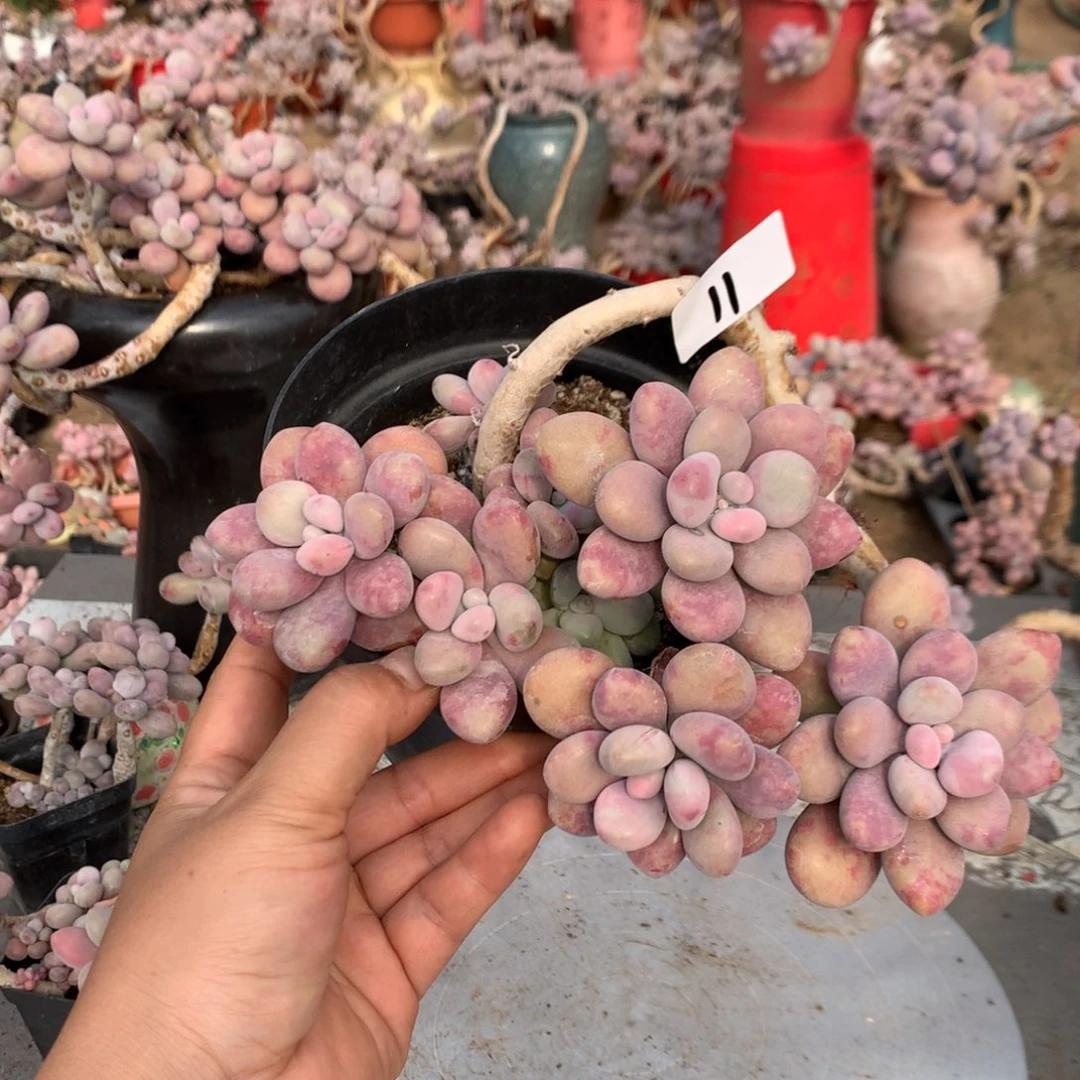 桃蛋老桩11号不带盆