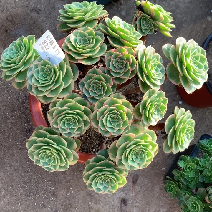 822粉花妖多肉植物特价