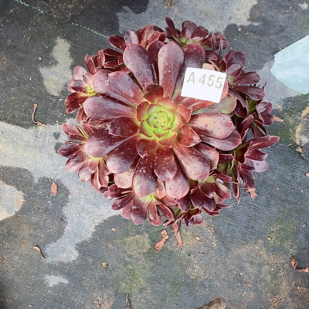 红魔455多肉11111