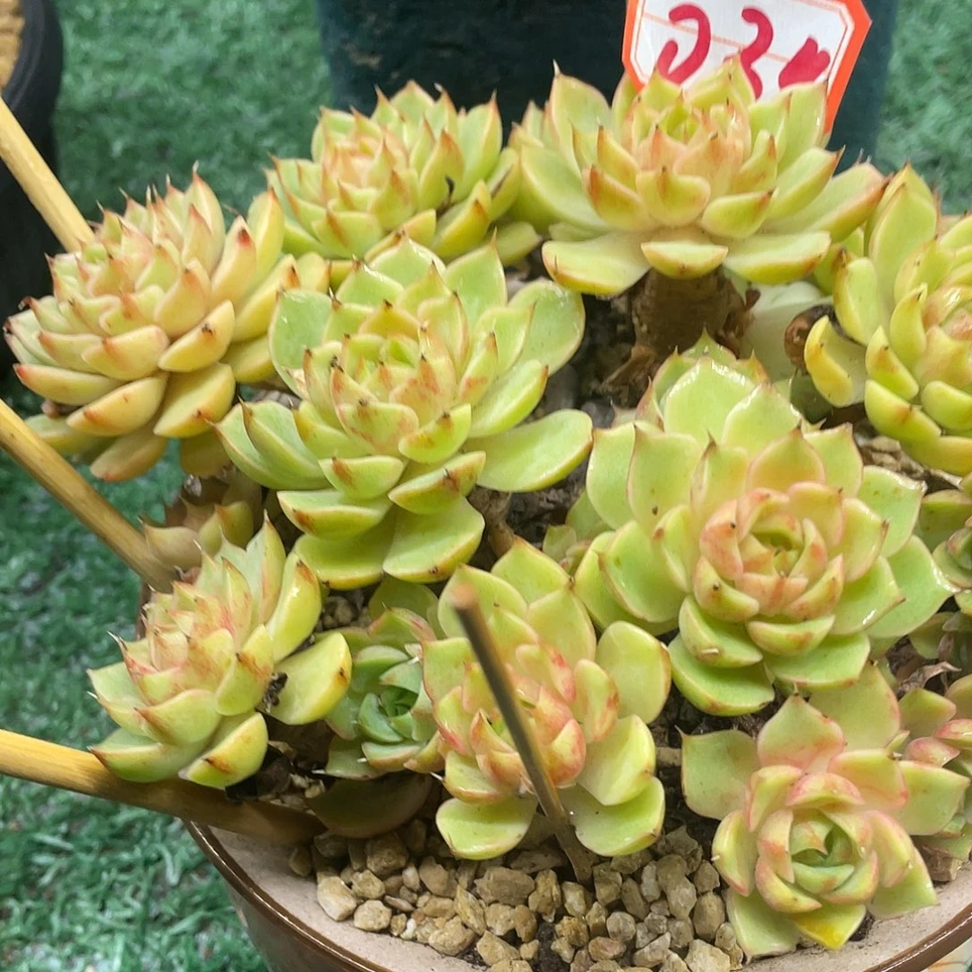 034一物一一拍一拍