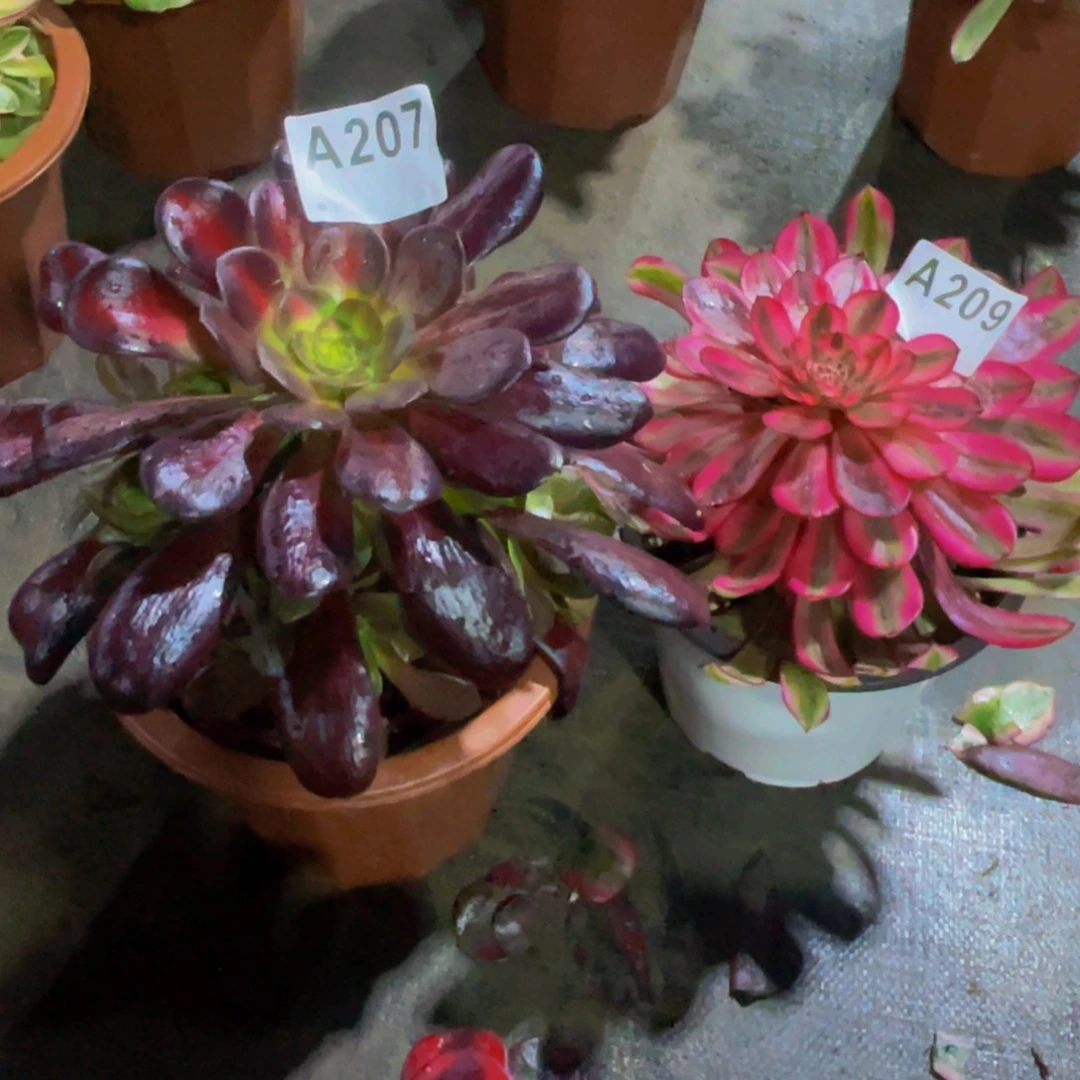 华纳207白月光209