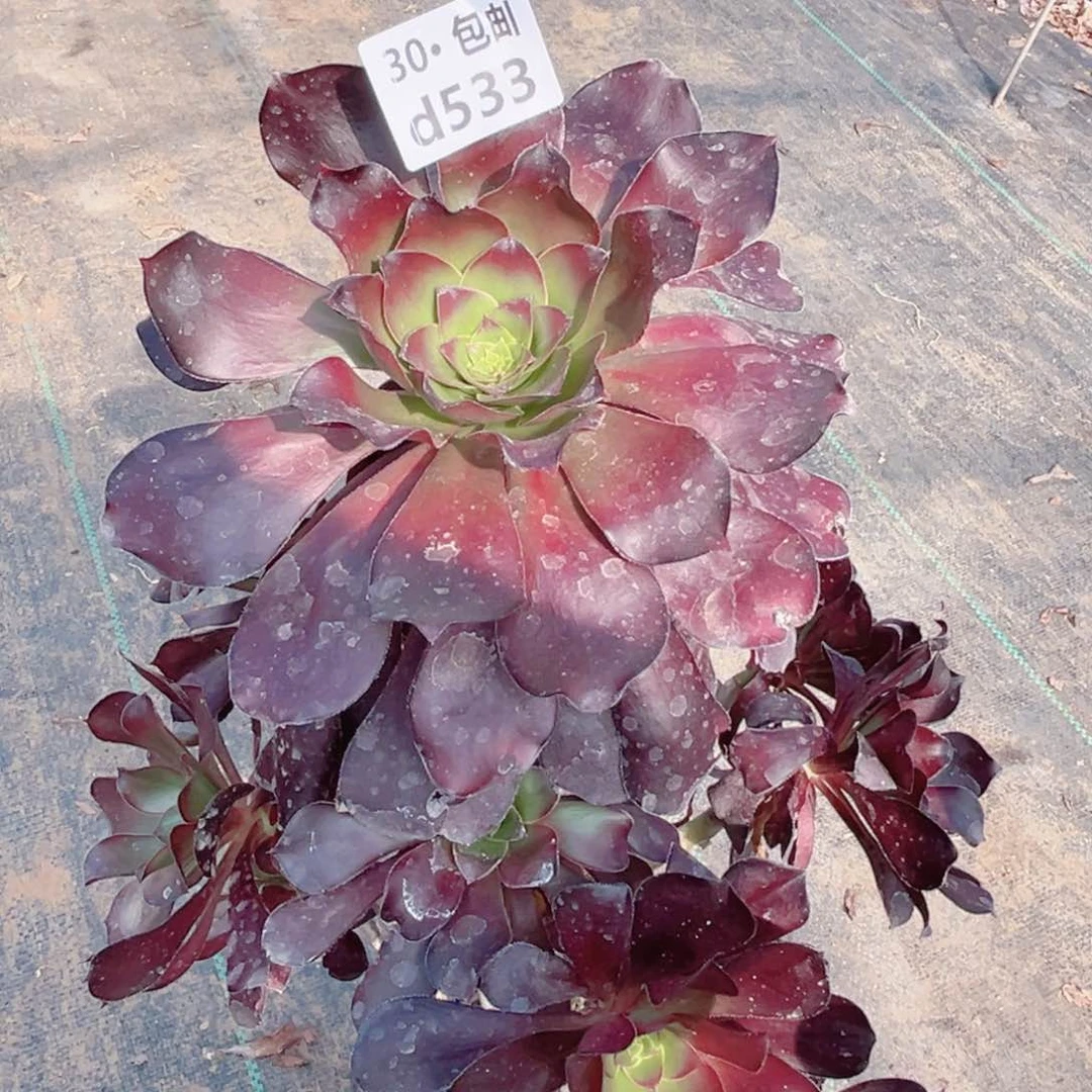 533巫毒多肉法师