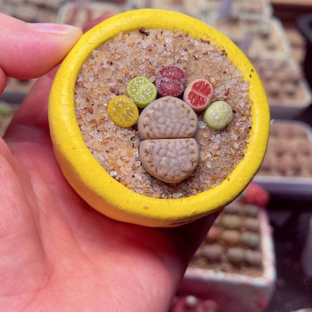 264号带盆啊人包邮发货