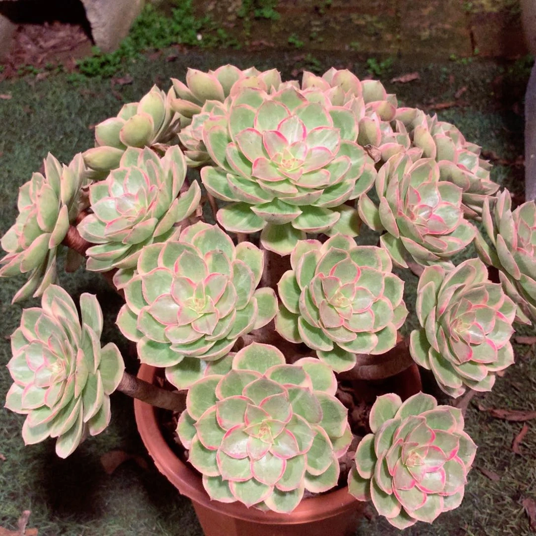 莲花座，多肉植物的