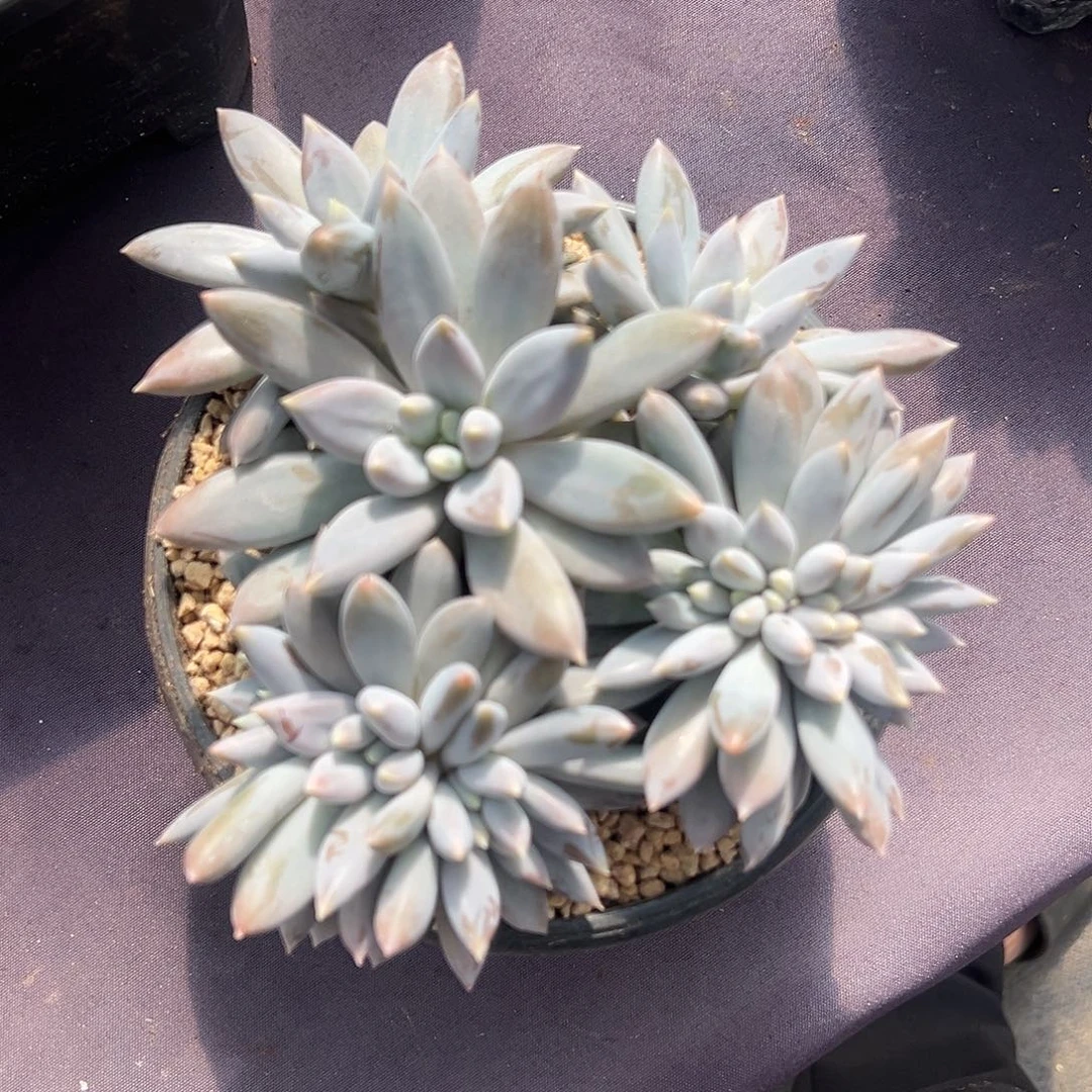 【闪购商品】手捧哥特缀