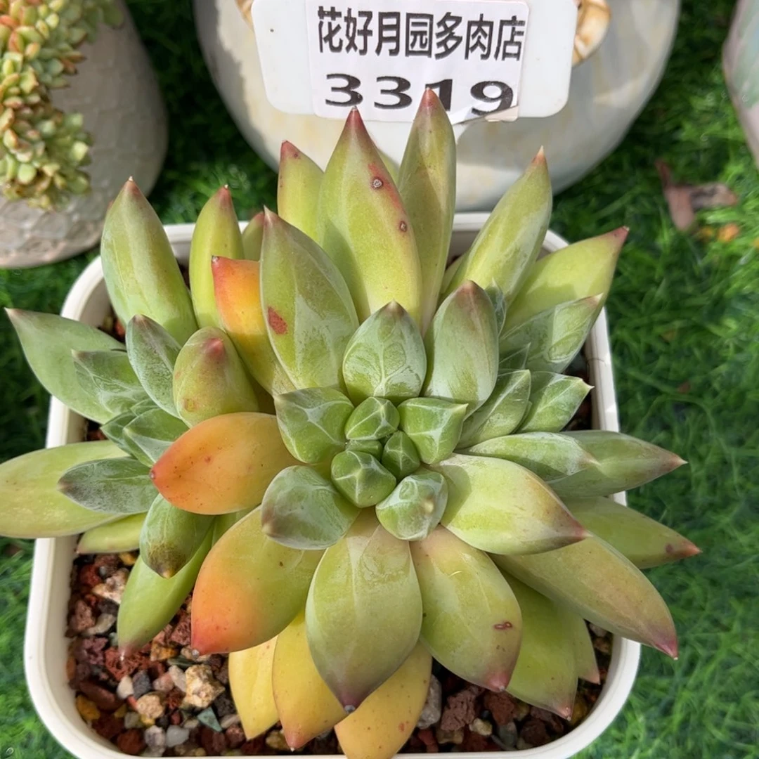 ****️多肉植物3319一定要拍个冷链哦