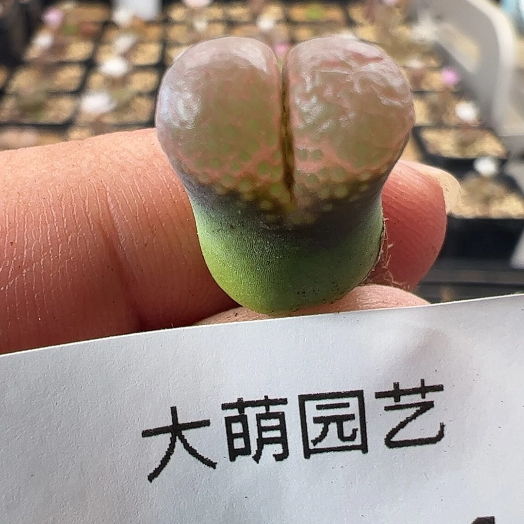 一物一拍。 黑眼豆豆344
