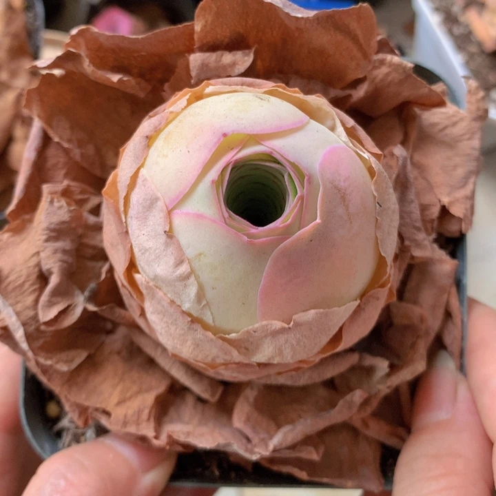 淘****一物一拍星辰福利599