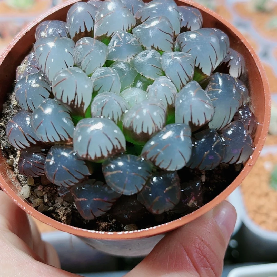 【闪购商品】紫姬冰灯