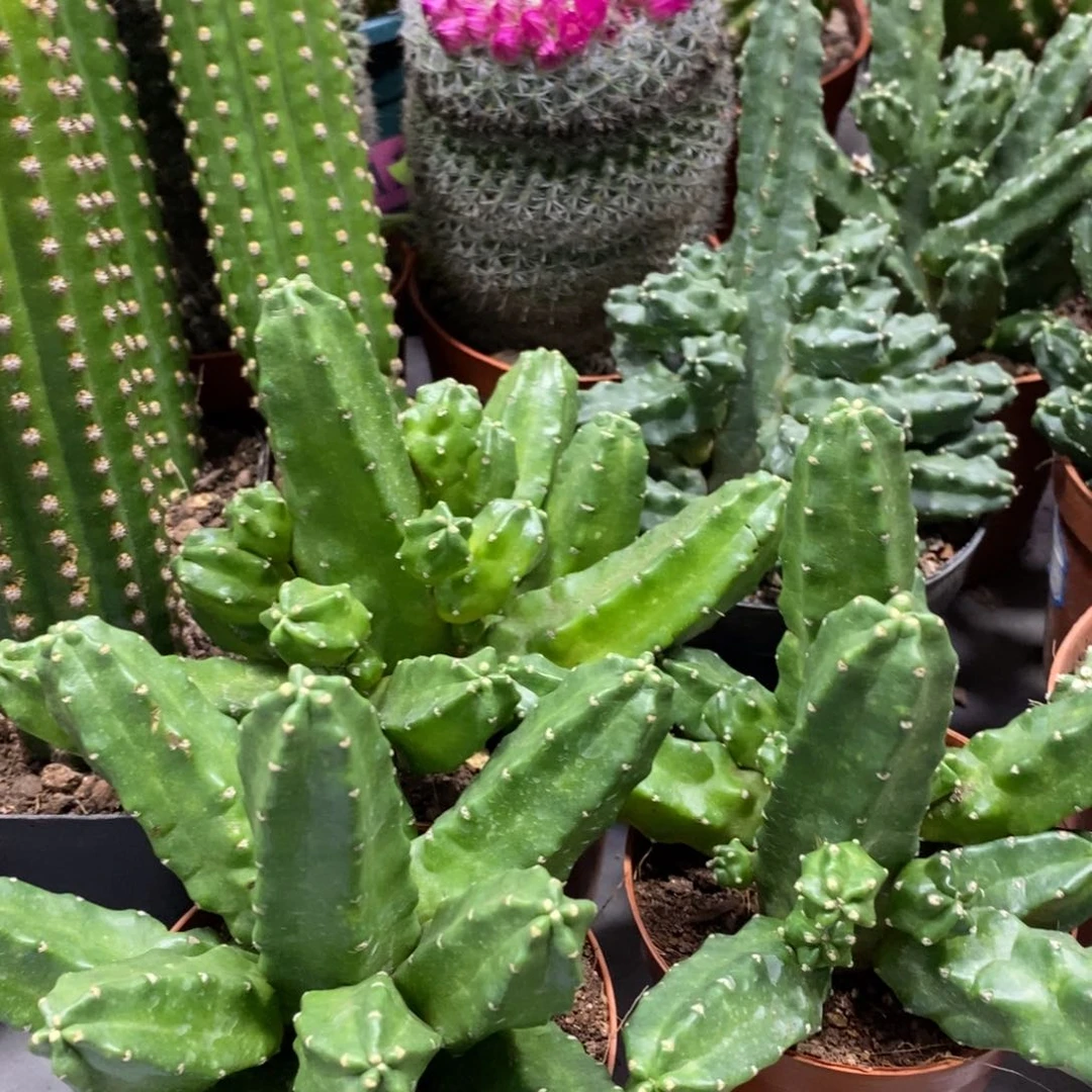 群生多头桃太郎一杯