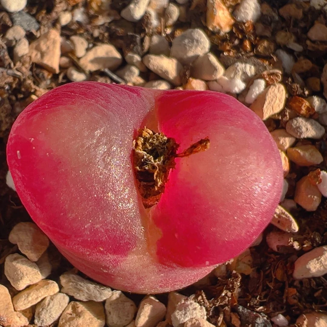 1769多肉植物百科知识
