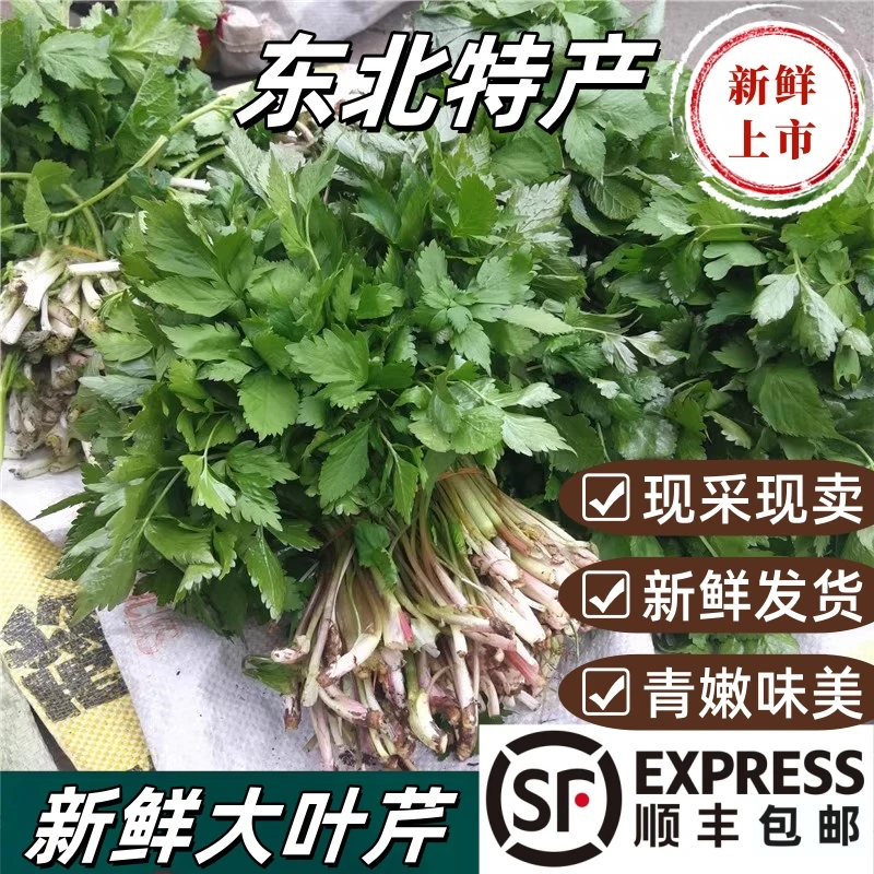 东北特产大叶芹现挖新鲜大叶芹新鲜山芹菜包饺子凉拌蘸酱坏了包赔
