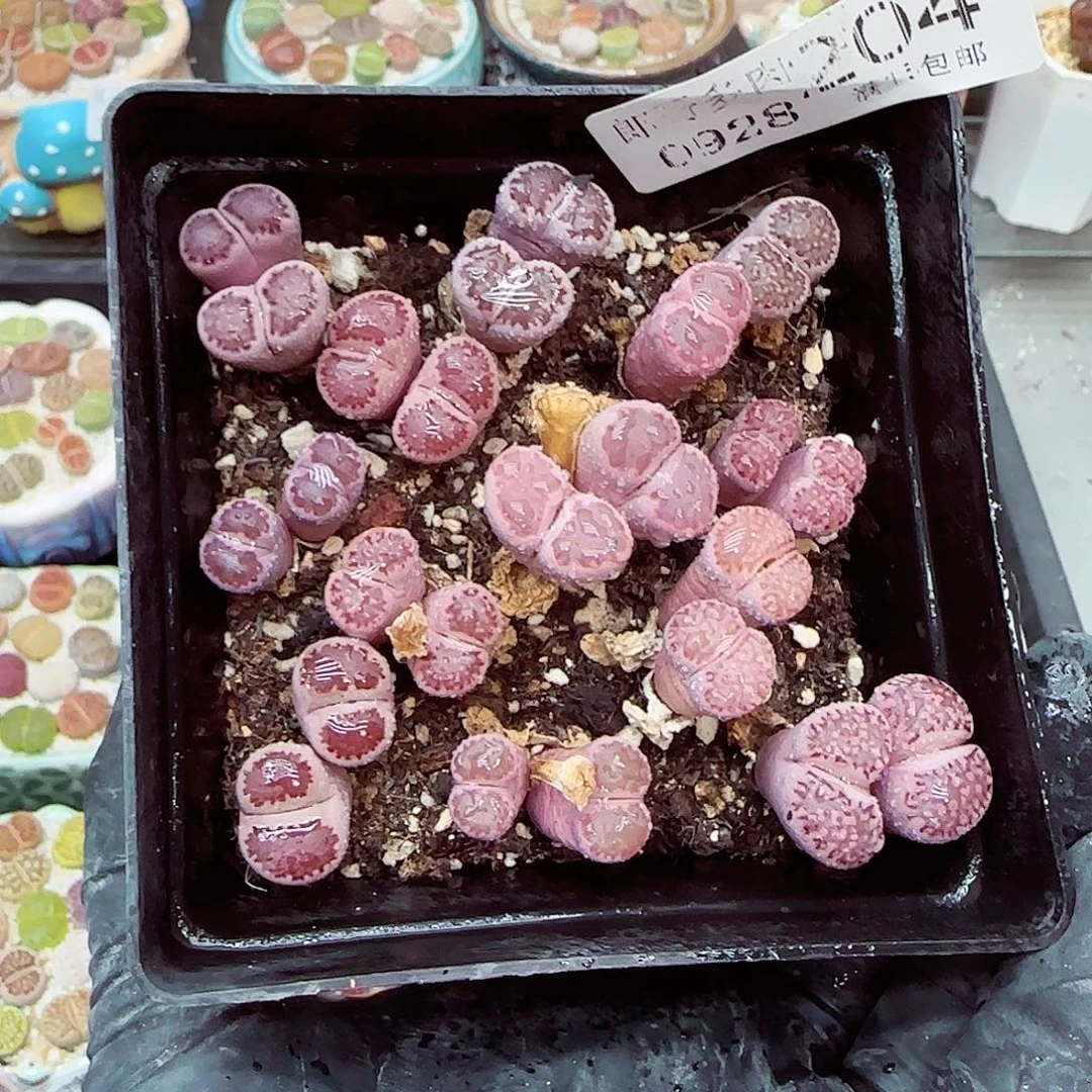 生石花满18包邮0928-204
