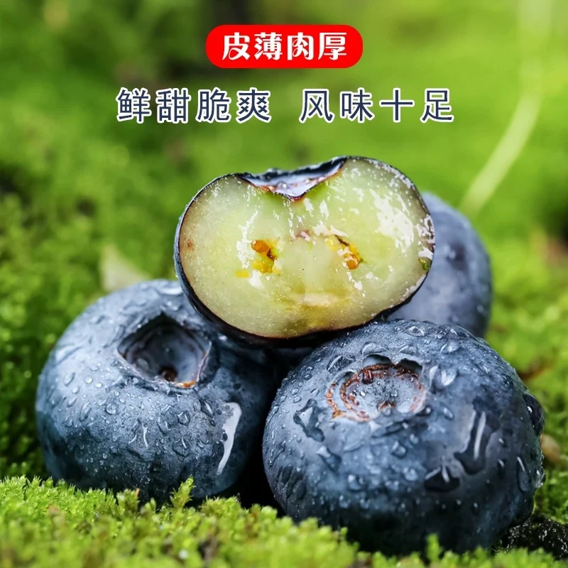 【爱心助农】特大果云南高山蓝莓鲜果现摘新鲜脆甜花香蓝莓应季水果