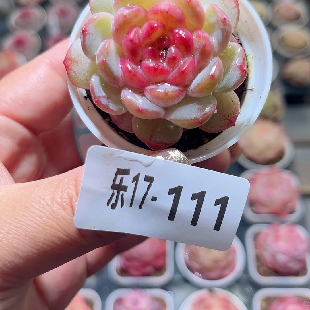 乐17-111 冰肌单头