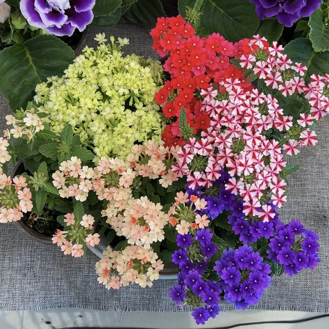 【细叶美女樱】耐寒耐热庭院装饰盆栽地栽四家开花带花苞发货多年生